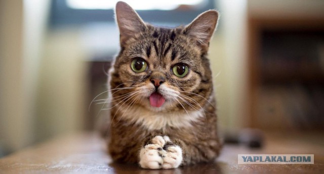12 самых популярных котов интернета