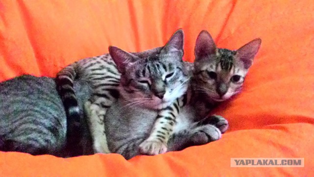 Котовторник 23.02.2016