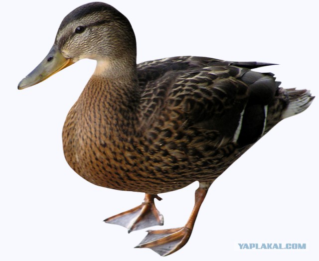 За те же деньги жить красиво, или как инженер переквалифицировался в управдомы