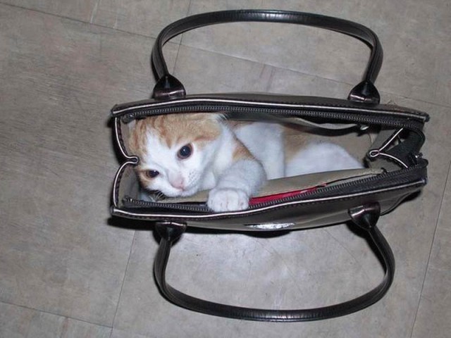 Коты, кошки, котята