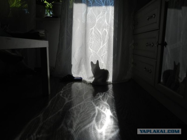 Котовторник 05.07.16