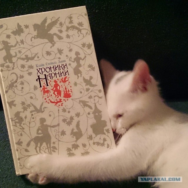 Котовторник 19.07.2016