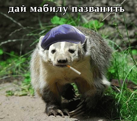 Давайте позитивного зверья запостим