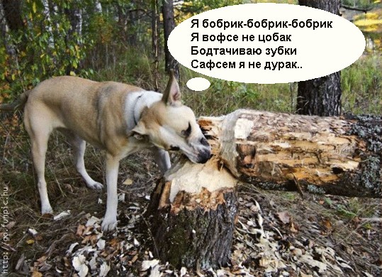Бобры атакуют (2 фото)