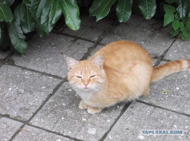 Котовторник 18.10.2016