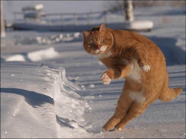 Коты из сети