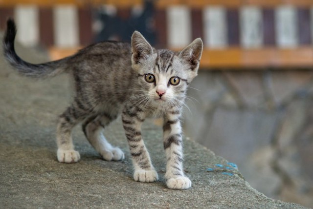 Коты из сети