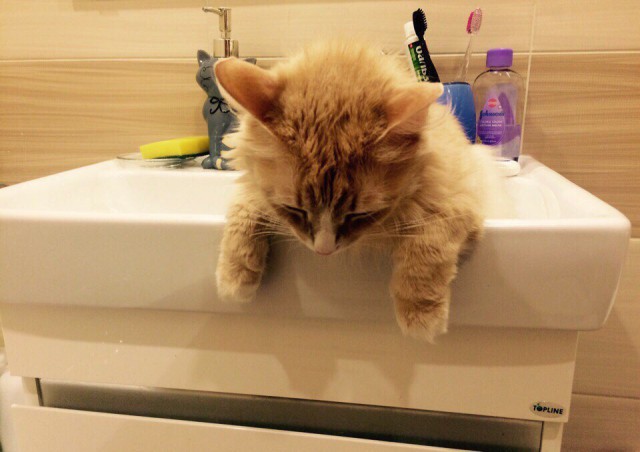 Коты из сети