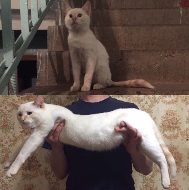 Коты и Кошки