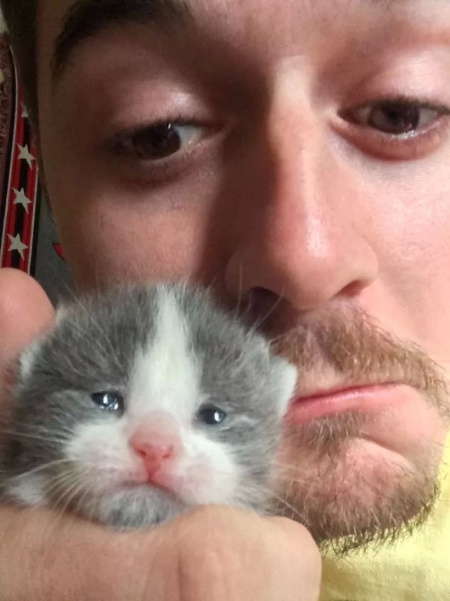 Коты и Кошки