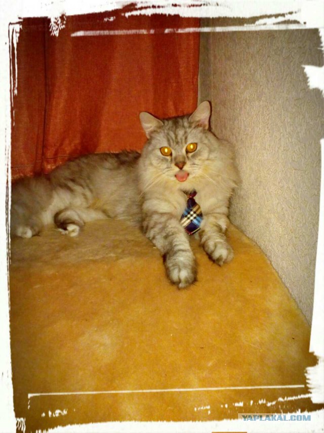 25 смешных котов, которые наотрез отказываются вести себя как нормальные животные