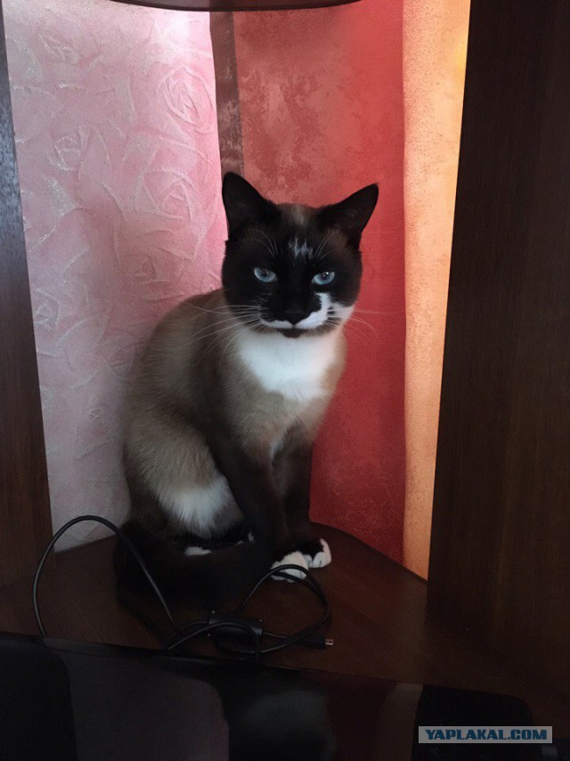 Котовторник 29.08.2017
