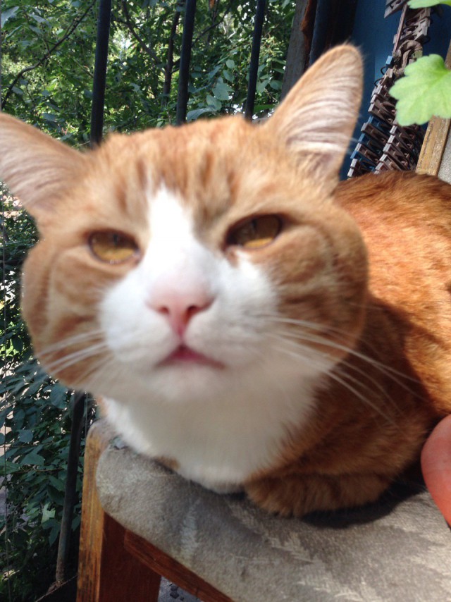Котовторник 29.08.2017