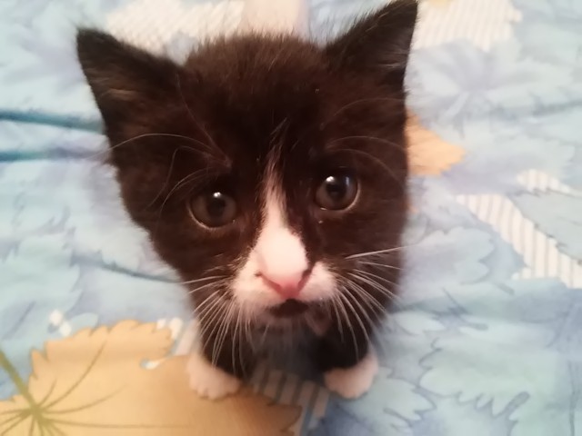 Котовторник