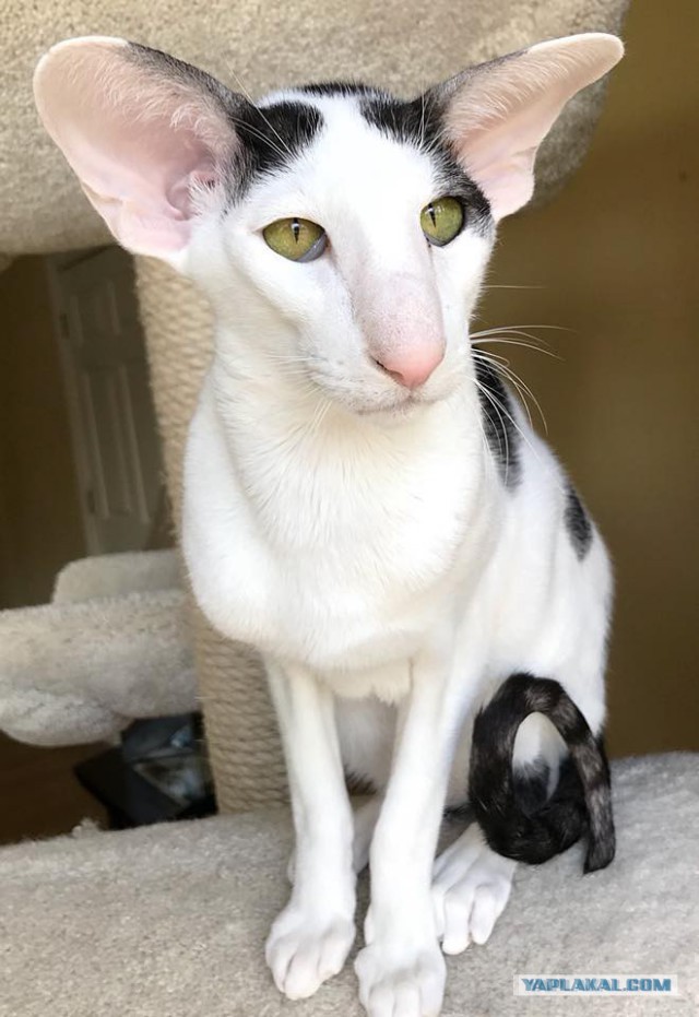 Котовторник 12.12.2017