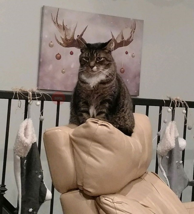 Прикольных котов пост