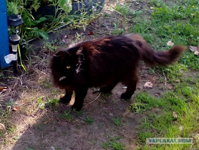 Котовторник 9.01.2018