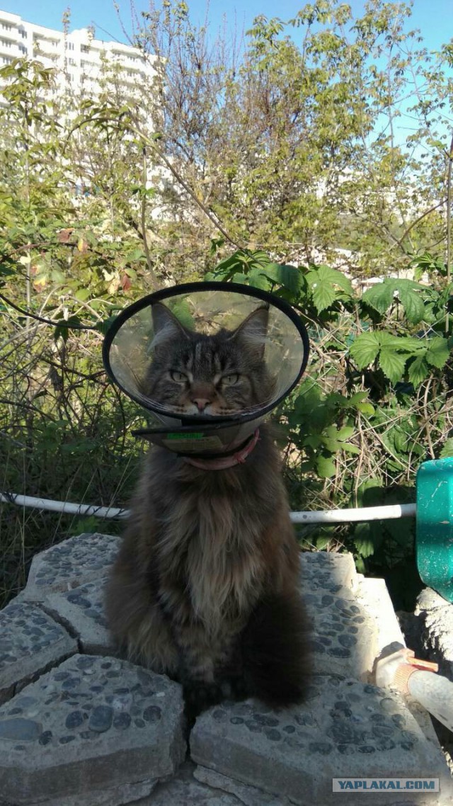 Котовторник 24.04.2018