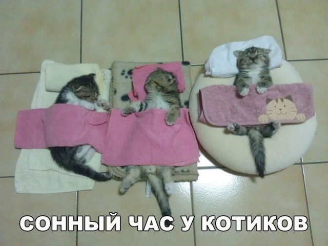 Неадекватные коты