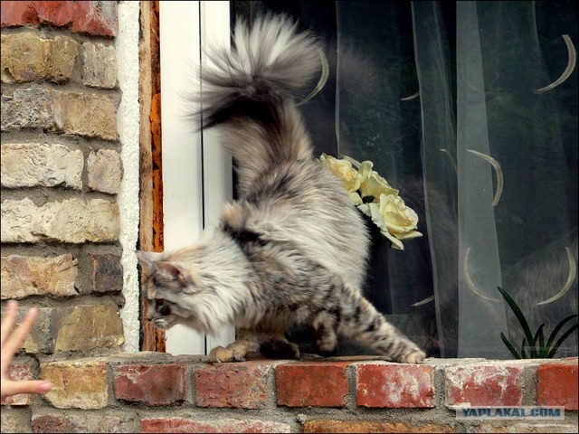 Котовторник на ЯПлакалъ 08.07.2008