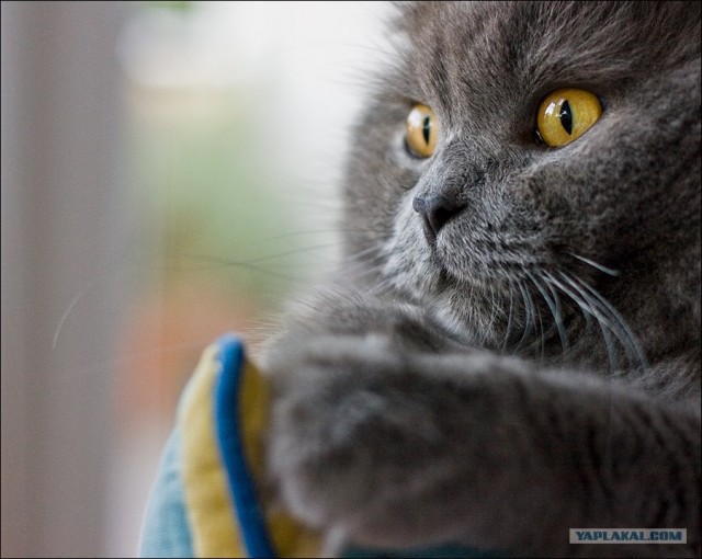 Уррааа! Котовторник на ЯПлакалъ!