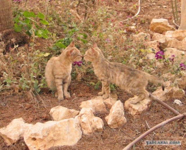Котовторник на 6 июля