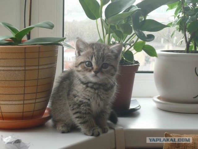 А вот и мы: котятовторник!