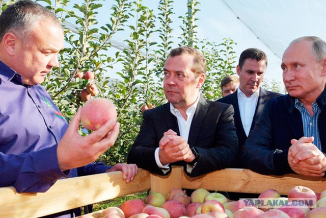 Прям из Библии фото: Криминальный авторитет искушает президента и премьера яблоком
