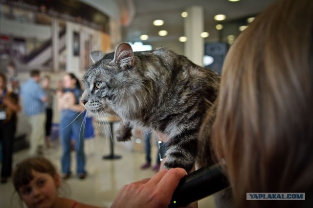 Котовторник на середину июня