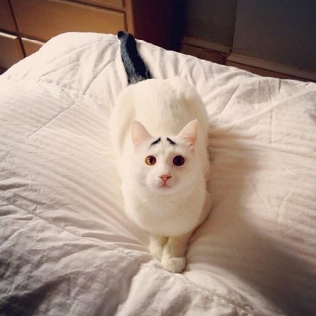 Прикольных котов пост