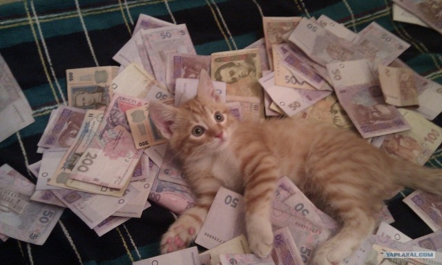 Состоятельный котовторник