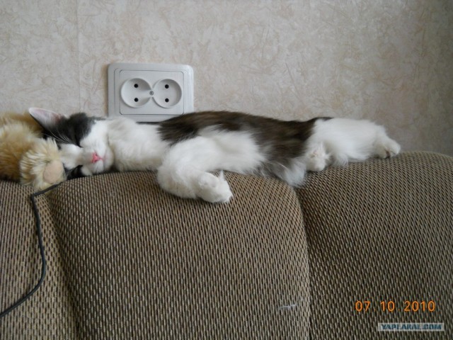 Сонный Котовторник
