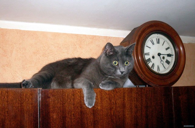 Котовторник 06.12.2011