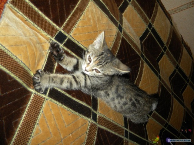Котовторник (28.02.2012)