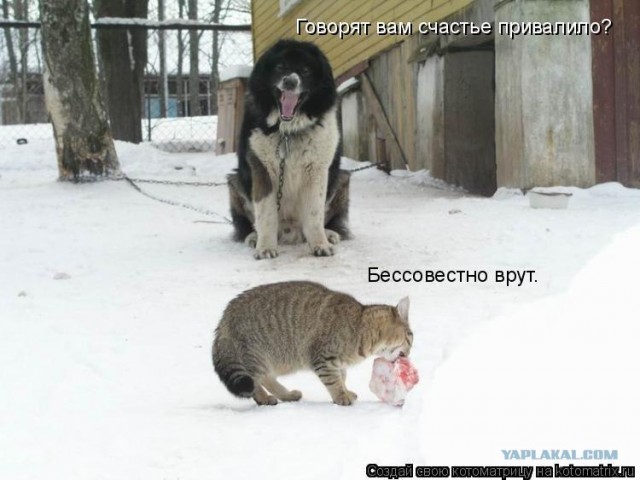Как на счет собакосреды?