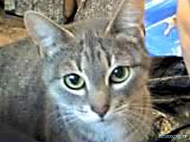 Котовторник 10.04.2012