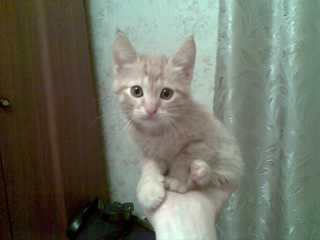 На ладошке