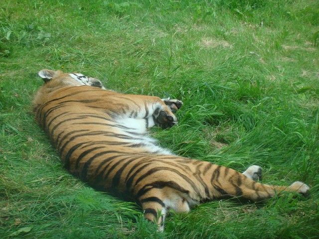 Дикий котовторник