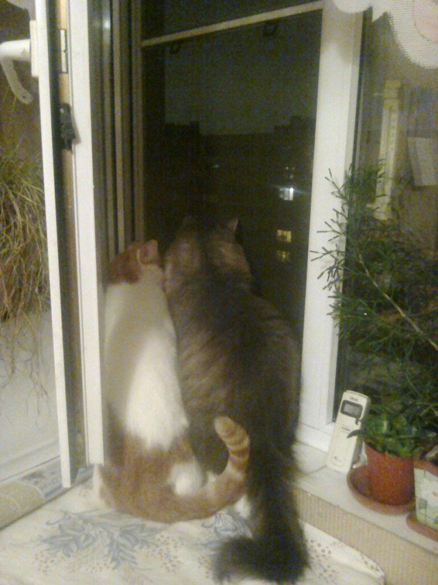 Котовторник однако