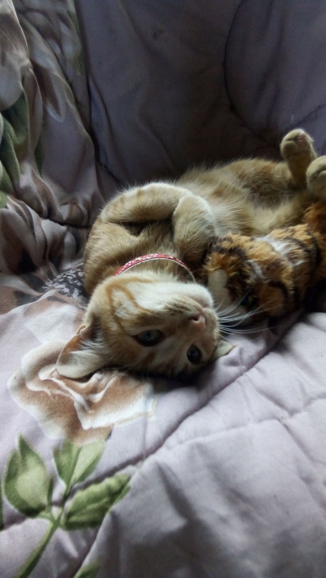 Забавные фото котеек