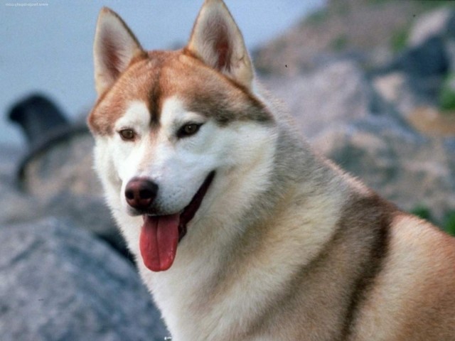 Живность из сети