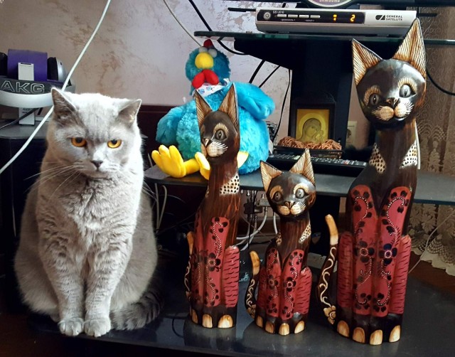 Котовторник 03.03.2020