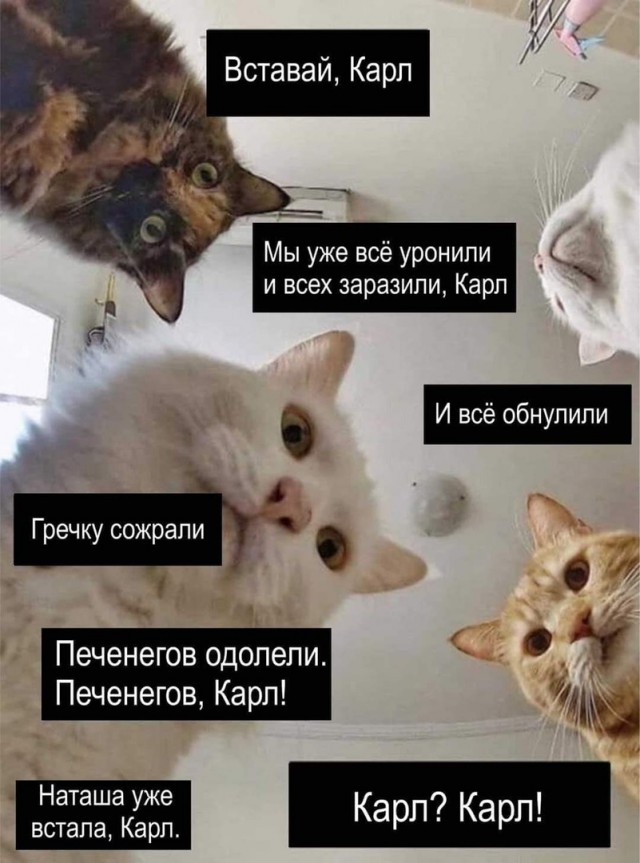 Причины быть котом. Как стать котом. Как стать котом в реальной жизни. Как коты стали котами. Как коты стали котами.