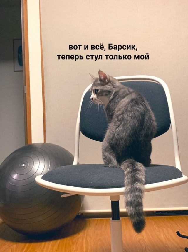 Наглая кошка попыталась выгнать хозяина со стула