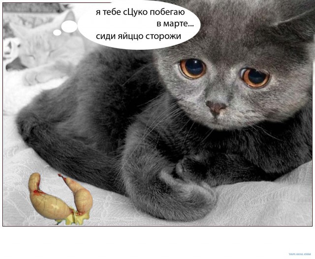 Почему котейко грустный?