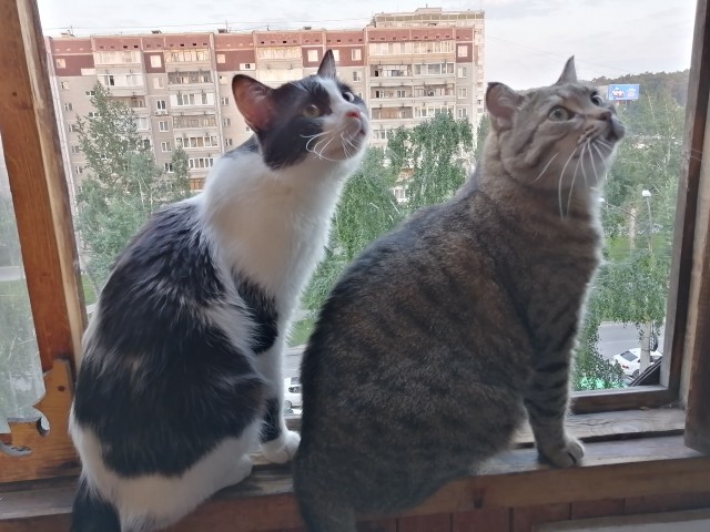 Кот
