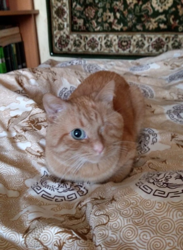 Подобрашка к котовторнику
