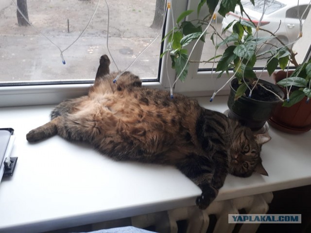 Котовторник. Добавляйте своих