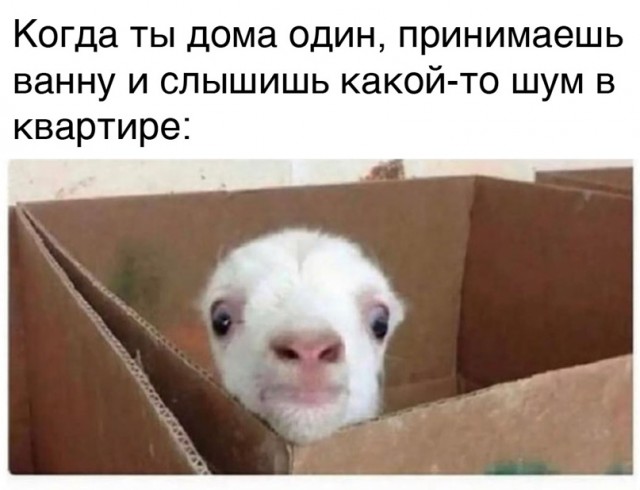 Весёлый полтишок 16.02