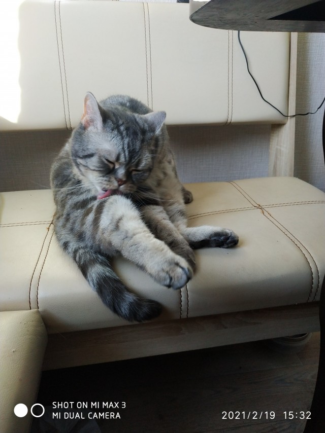 Последние котики февраля.